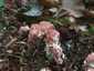 Rózsáságú korallgomba (Ramaria botrytis), Zemplén